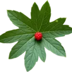 Goldenseal