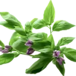 Holy Basil